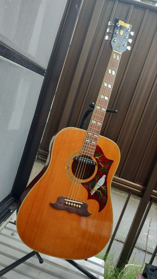 美品 激鳴り！ ジャパンビンテージ DOVE Wピックアップ付エレアコ