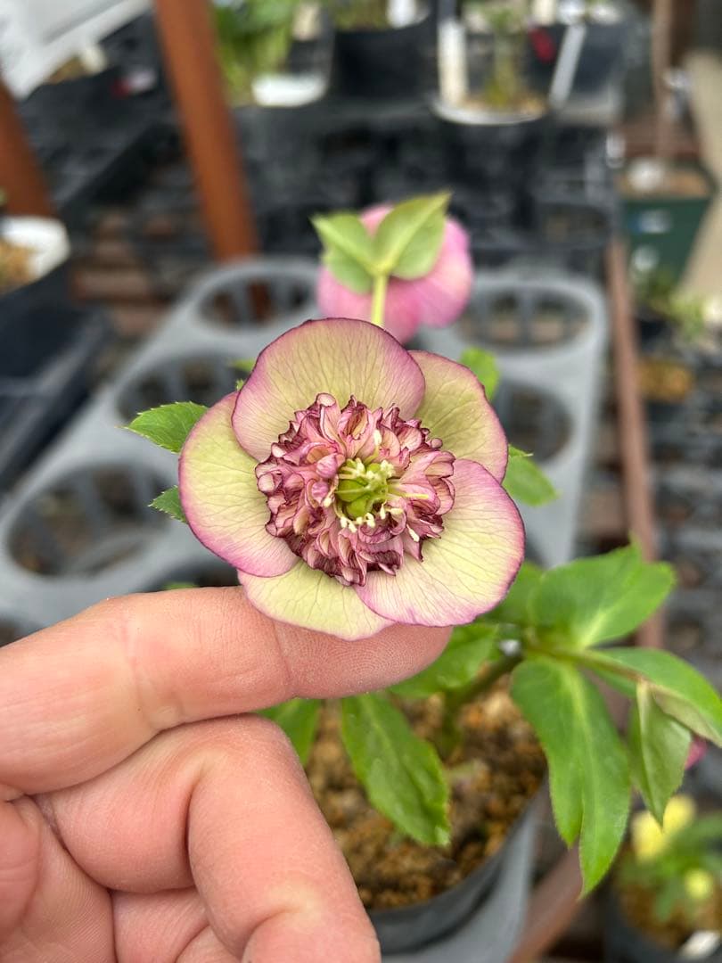 加藤農園 モーリー交配 セミダブル クリスマスローズ 同梱可能