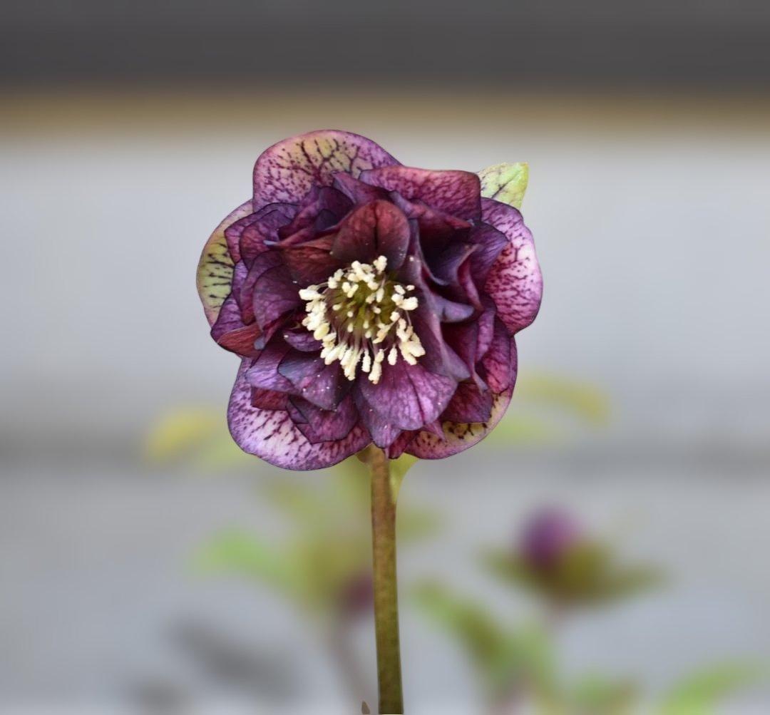 【mirakohujinさま専用】　認定　アンティークアフロディーテ