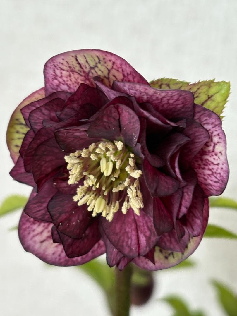 【mirakohujinさま専用】　認定　アンティークアフロディーテ