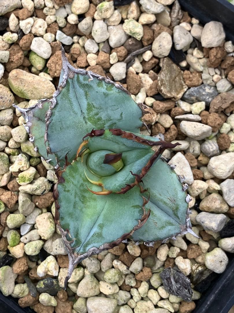 アガベ チタノタ ブルー 実生　鉢ごと発送