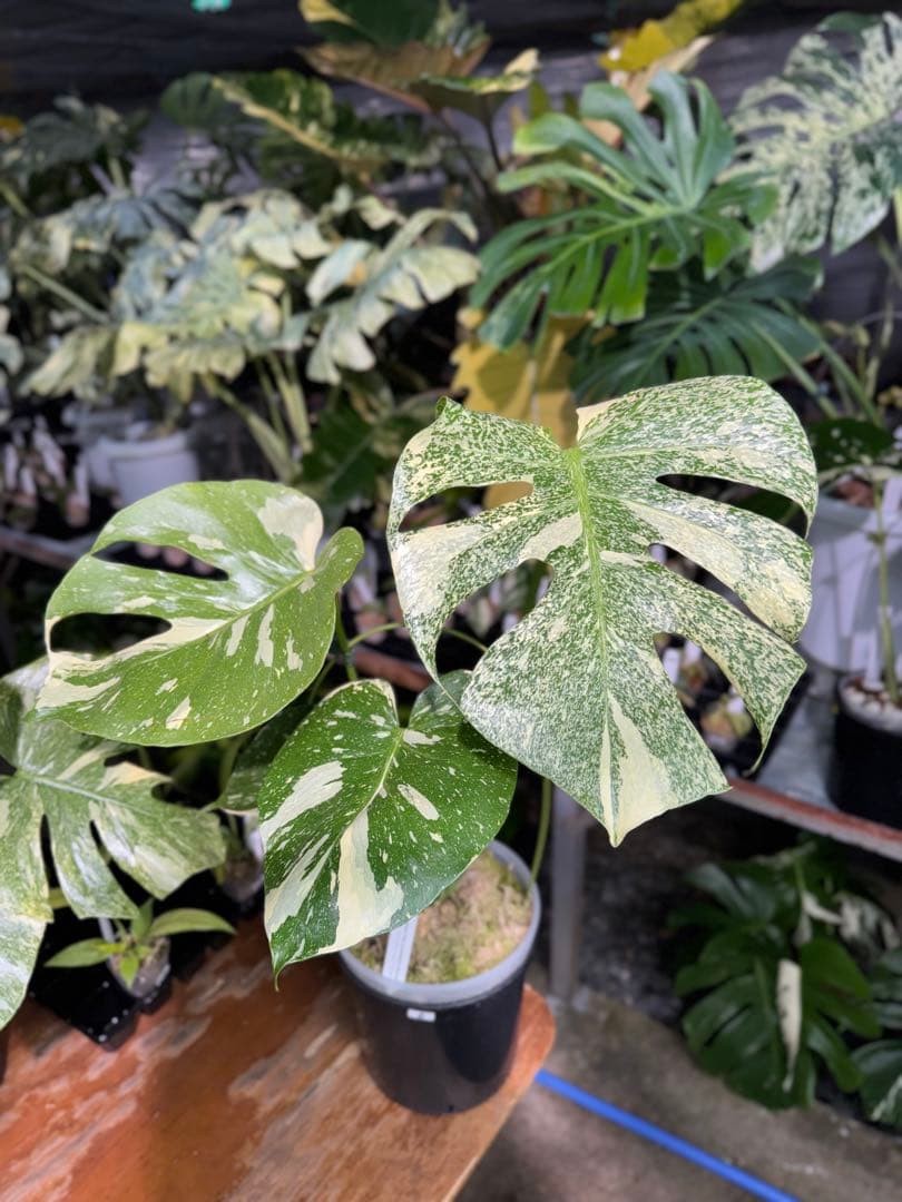 k*u様 2モンステラ　タイコンステレーション　スターライト