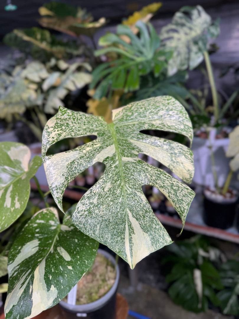 k*u様 2モンステラ　タイコンステレーション　スターライト