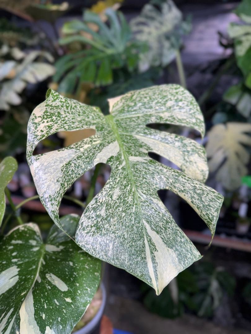 k*u様 2モンステラ　タイコンステレーション　スターライト