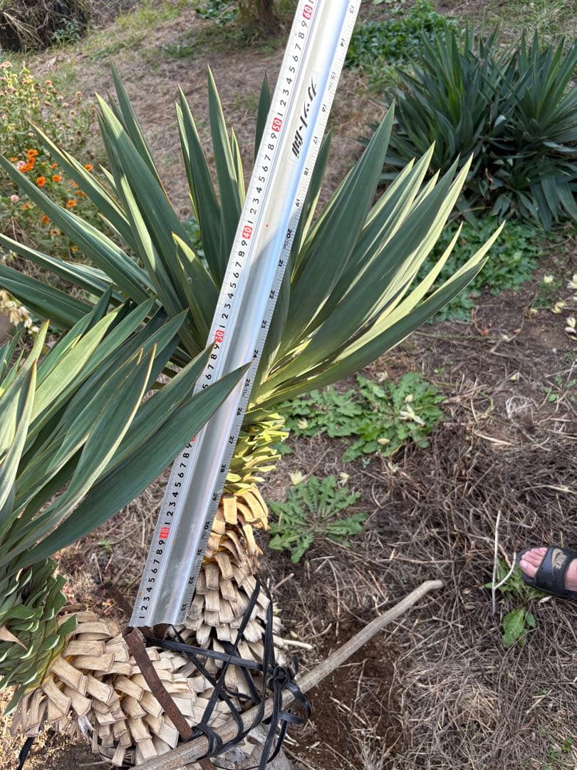 キミガヨラン　ユッカラン　2ヘッド　グロリオサ　ドライガーデン