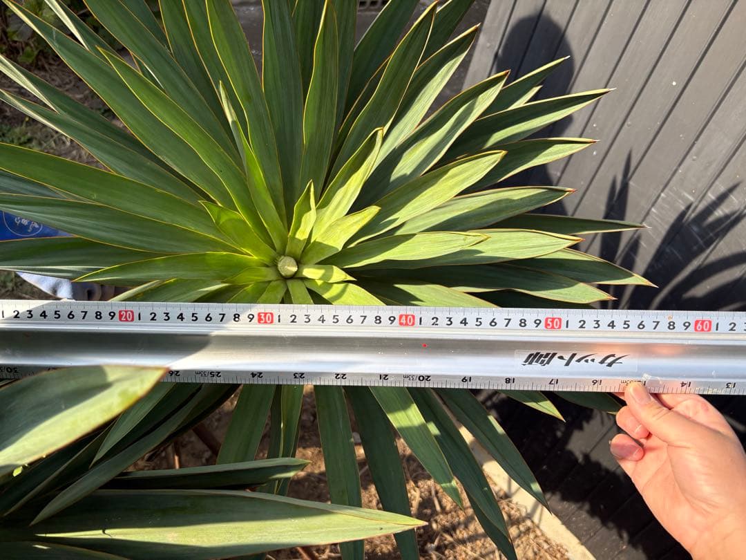 キミガヨラン　ユッカラン　2ヘッド　グロリオサ　ドライガーデン