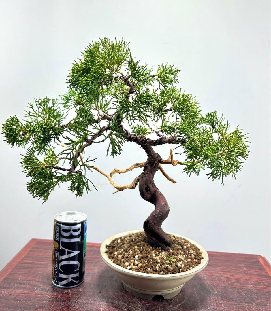 ト*ゲ様 【サービス☆オークション】真柏盆栽