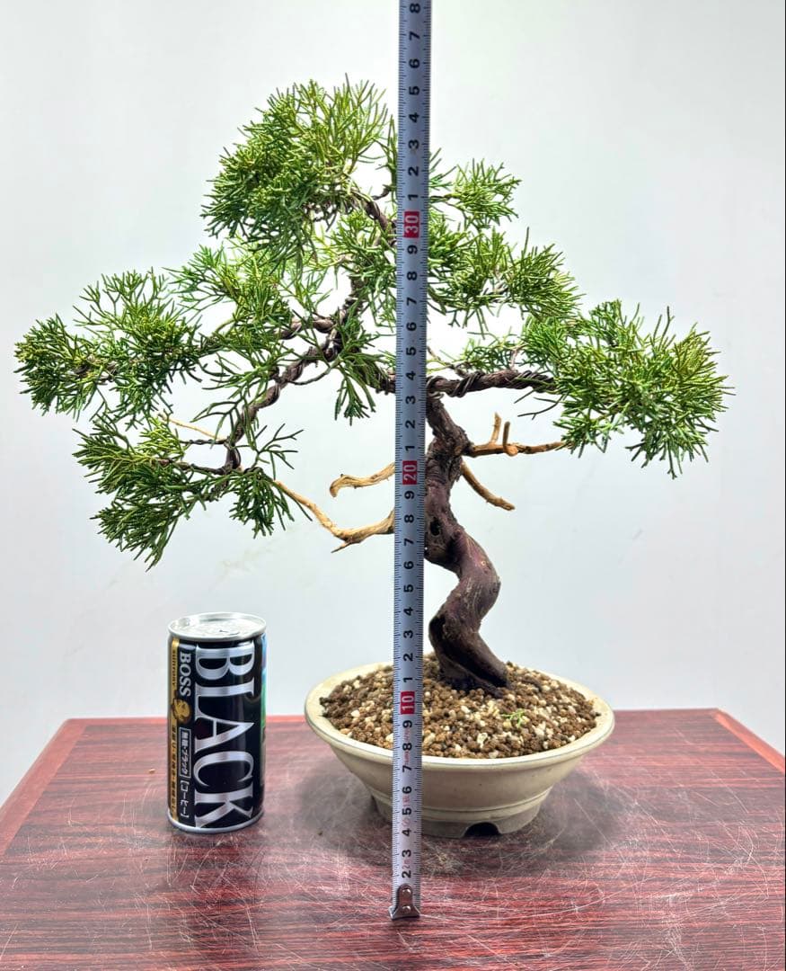 ト*ゲ様 【サービス☆オークション】真柏盆栽