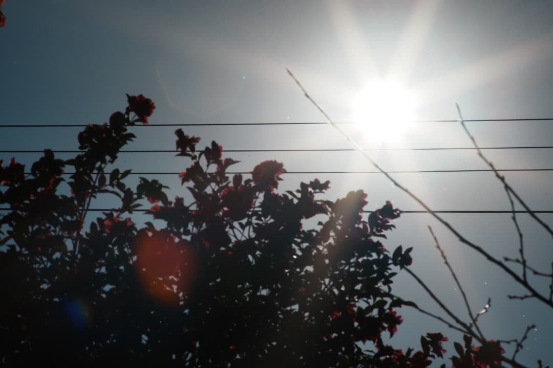 【整備テスト】オリンパス Zuiko Auto-T 180mm F2.8 896