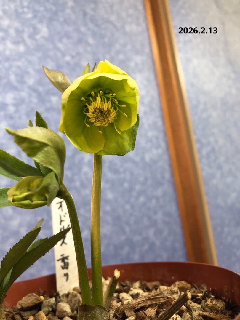 クリスマスローズ　原種　オドルス　緑　シングル　香り