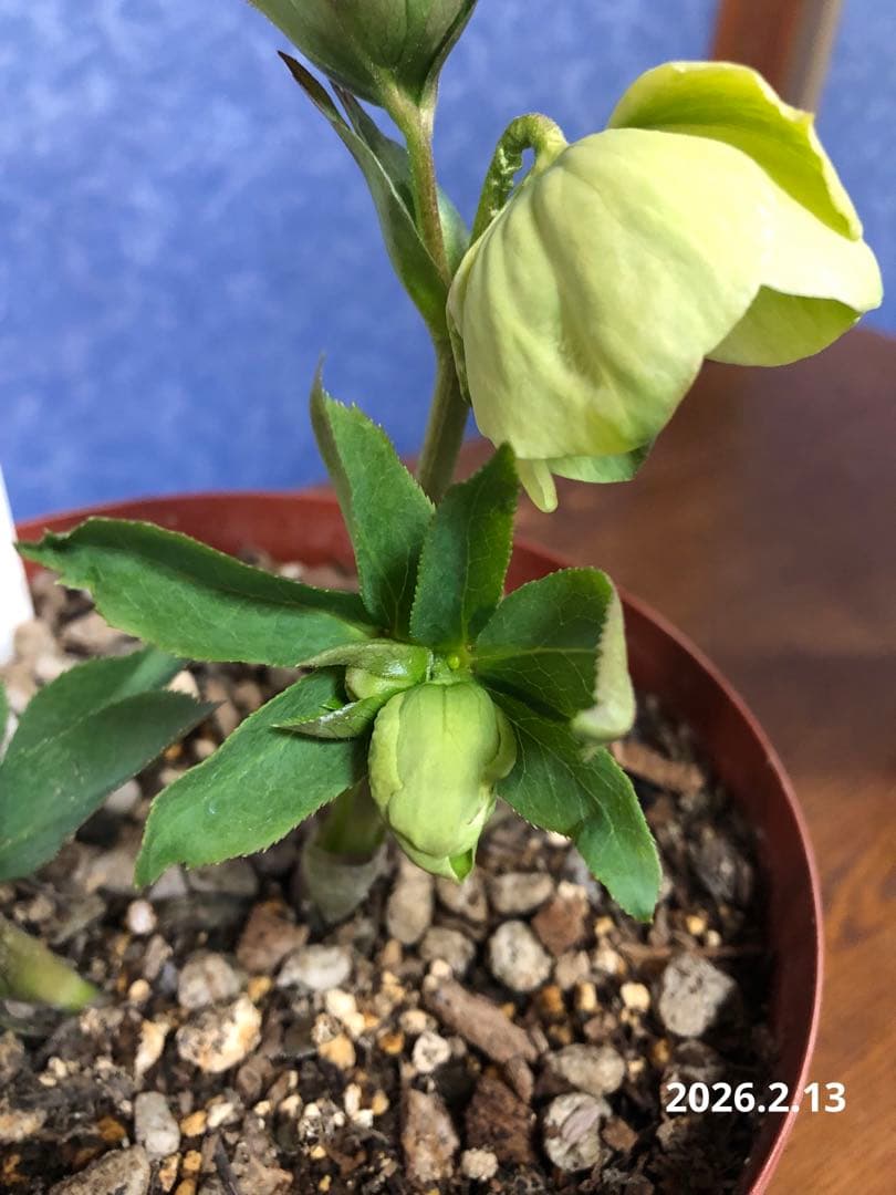 クリスマスローズ　原種　オドルス　緑　シングル　香り