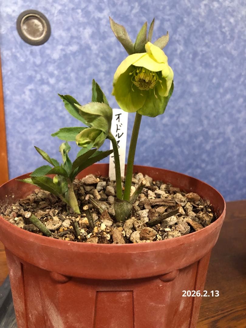 クリスマスローズ　原種　オドルス　緑　シングル　香り