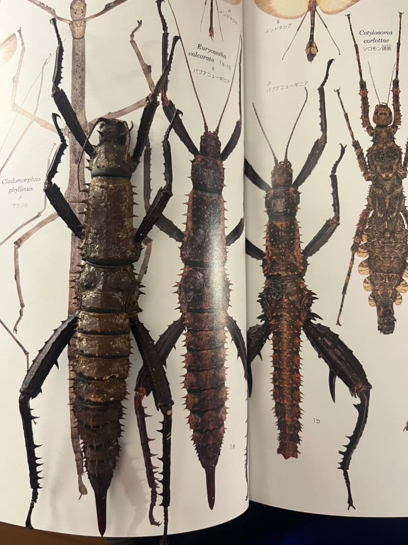 【特大♀】トゲアシフトナナフシオバケフトナナフシコノハムシカマキリバッタ直翅類