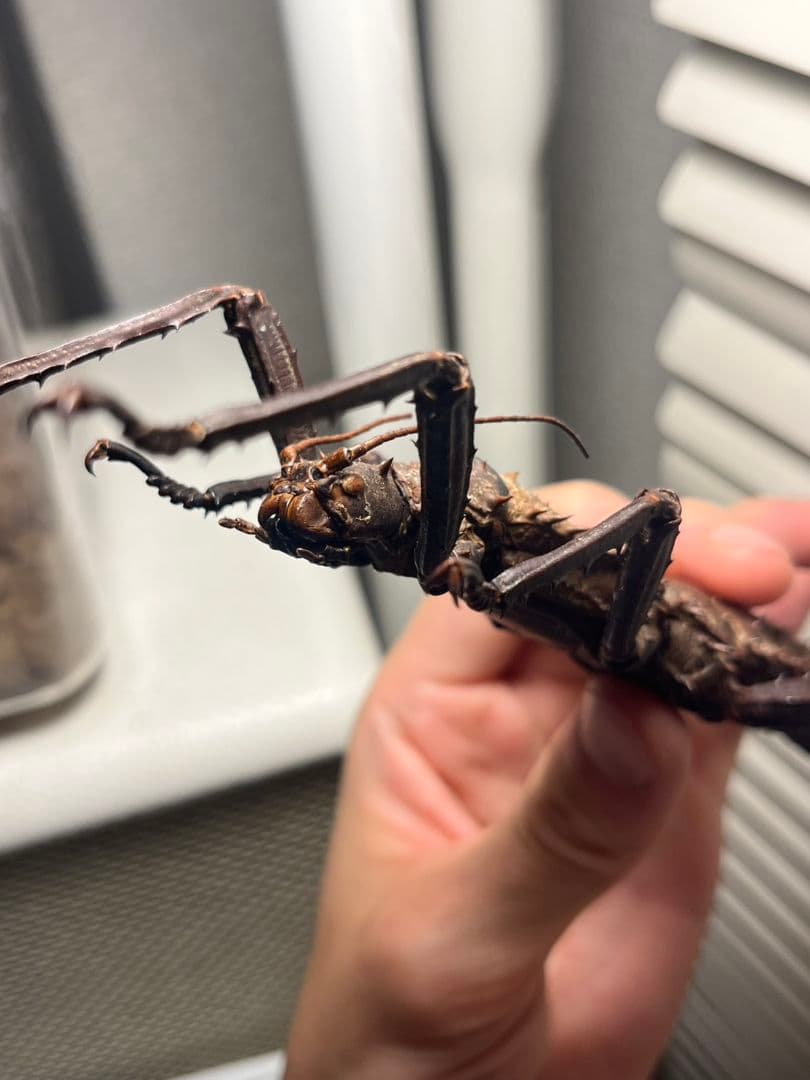 【特大♀】トゲアシフトナナフシオバケフトナナフシコノハムシカマキリバッタ直翅類