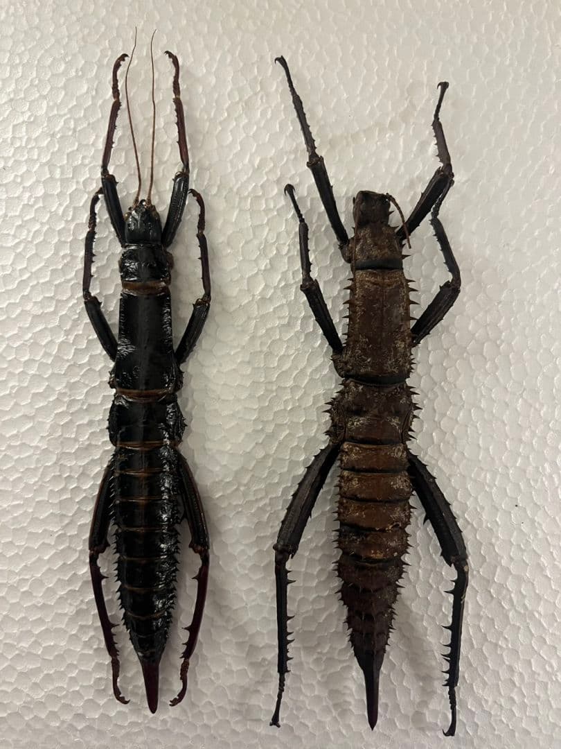 【特大♀】トゲアシフトナナフシオバケフトナナフシコノハムシカマキリバッタ直翅類