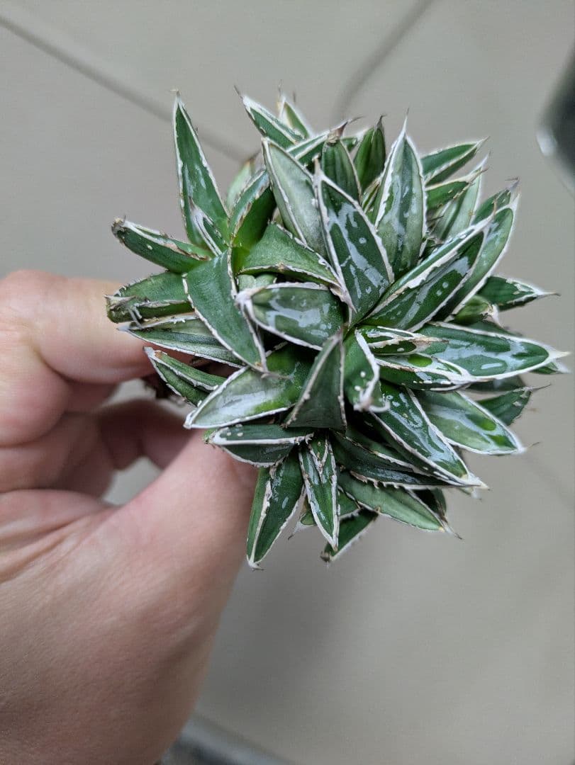 アガベ 姫笹の雪　白斑入　希少　姫笹の雪　子株沢山セット