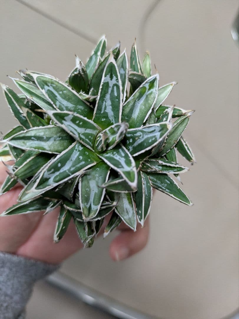 アガベ 姫笹の雪　白斑入　希少　姫笹の雪　子株沢山セット