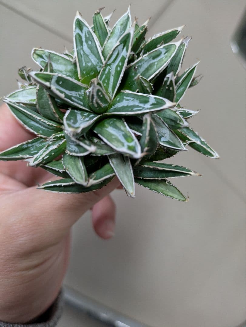 アガベ 姫笹の雪　白斑入　希少　姫笹の雪　子株沢山セット