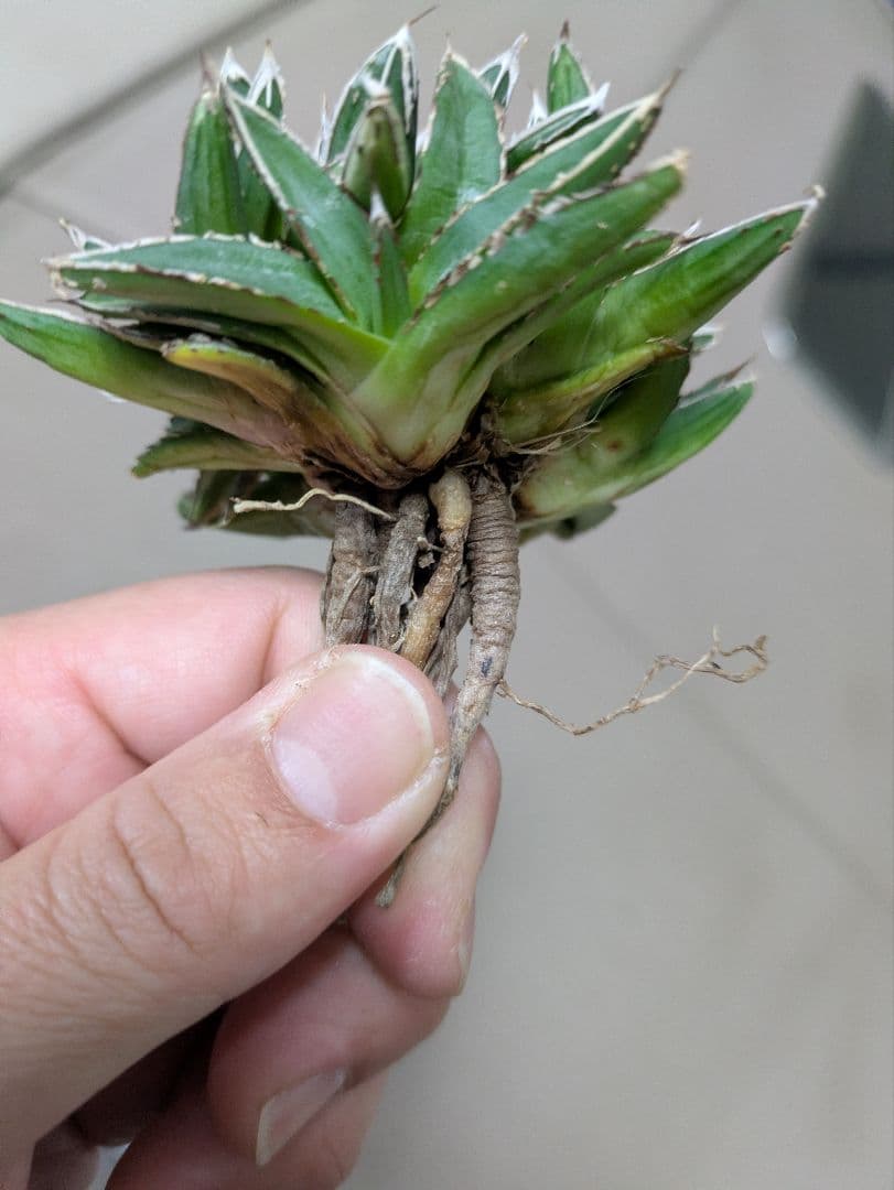 アガベ 姫笹の雪　白斑入　希少　姫笹の雪　子株沢山セット