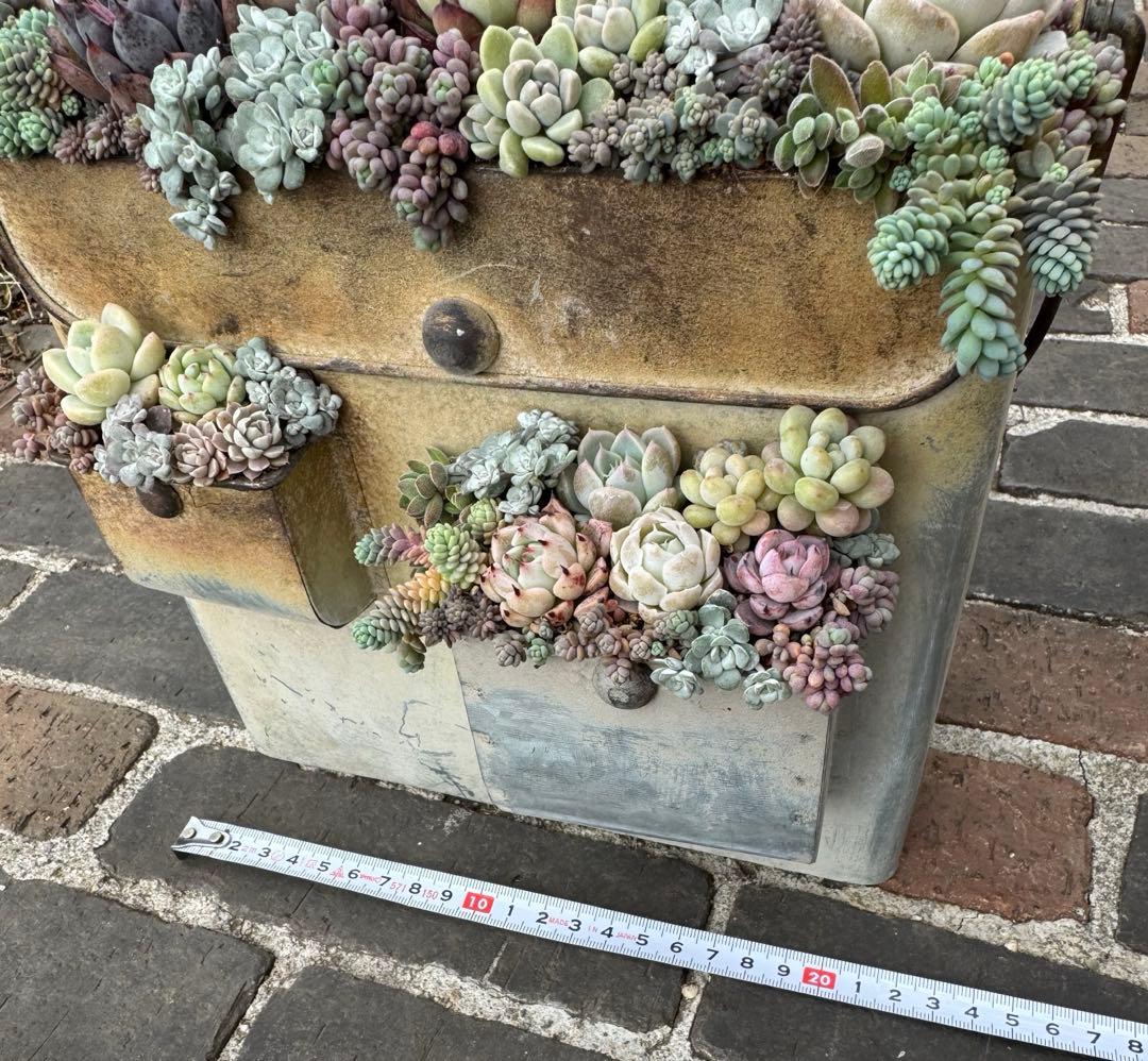 多肉植物　そのまま飾れる寄せ植え