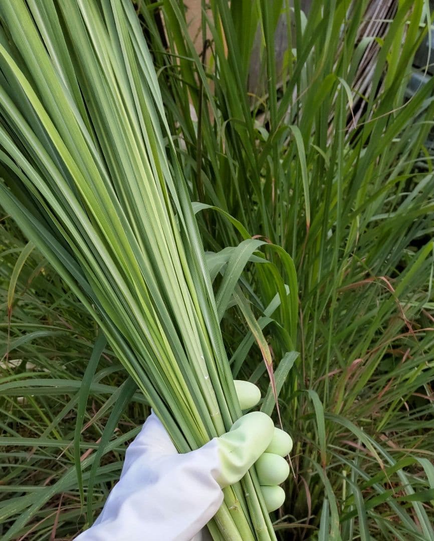 レモングラスドライ　100サイズ