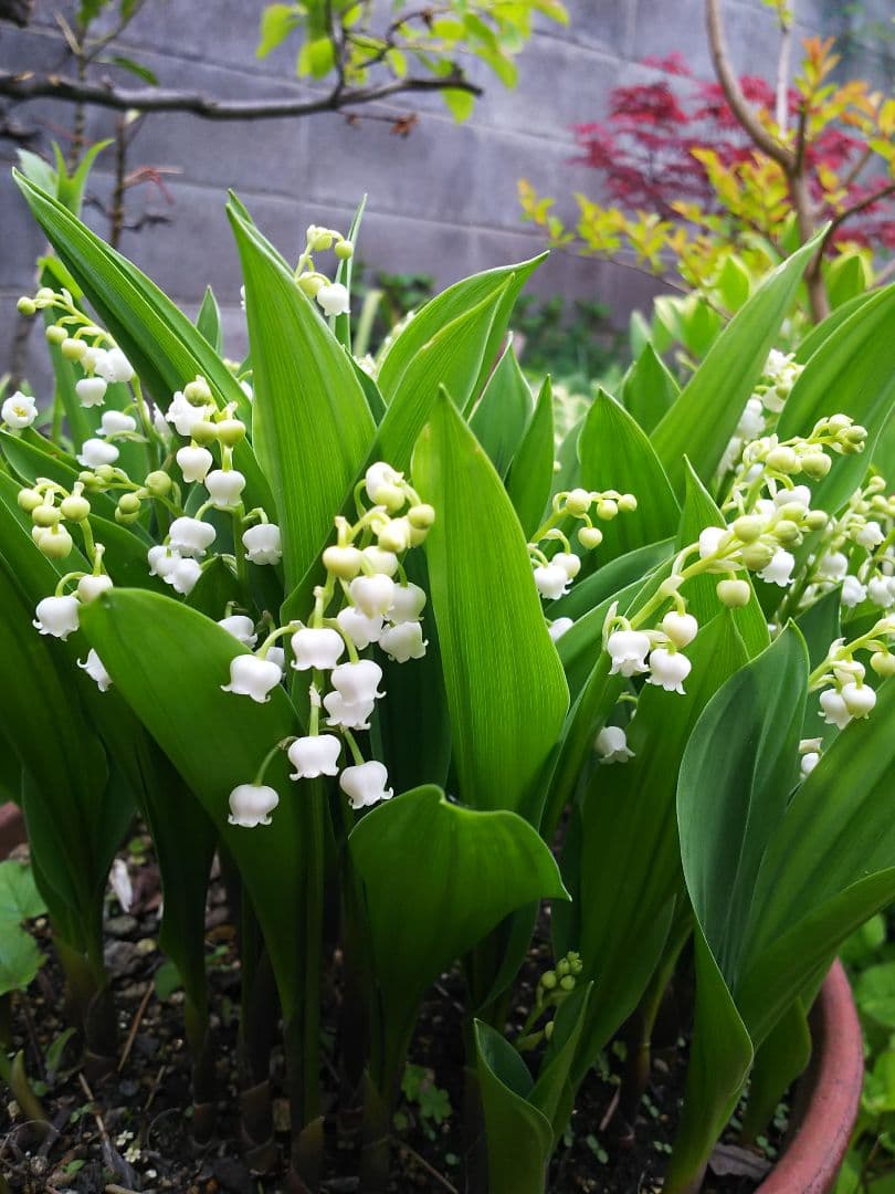 レモングラスドライ　100サイズ