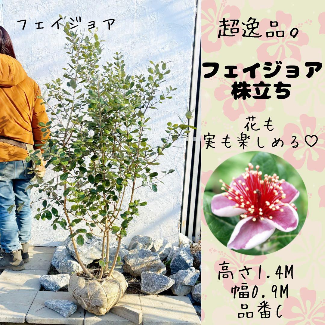 超逸品。フェイジョア株立ち1.4M(鉢底から)品番C