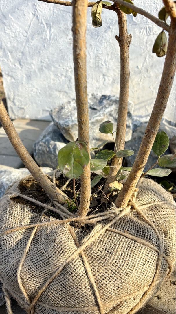 超逸品。フェイジョア株立ち1.4M(鉢底から)品番C