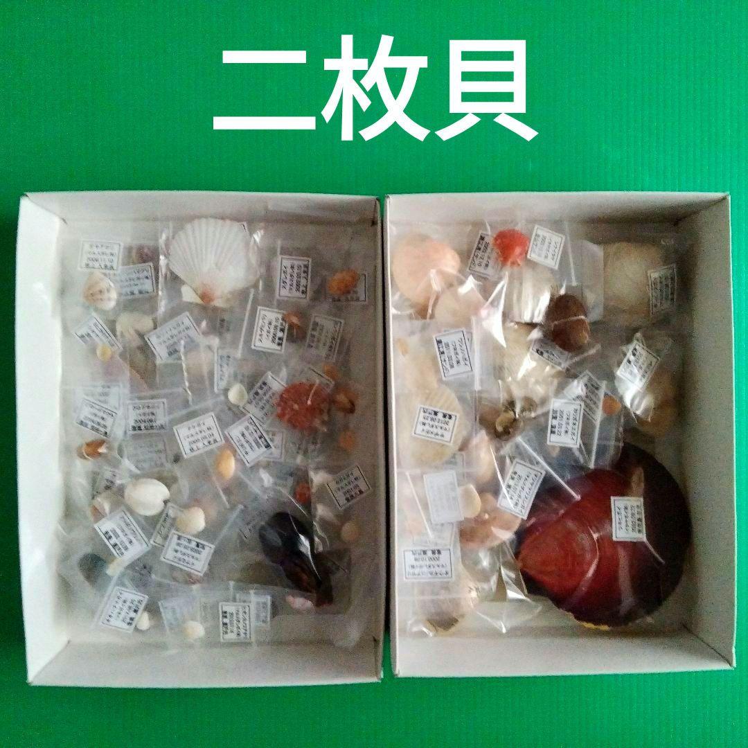 【fossil】二枚貝８３種類タマガイ科他４１種類フトコロガイ科他４３種類