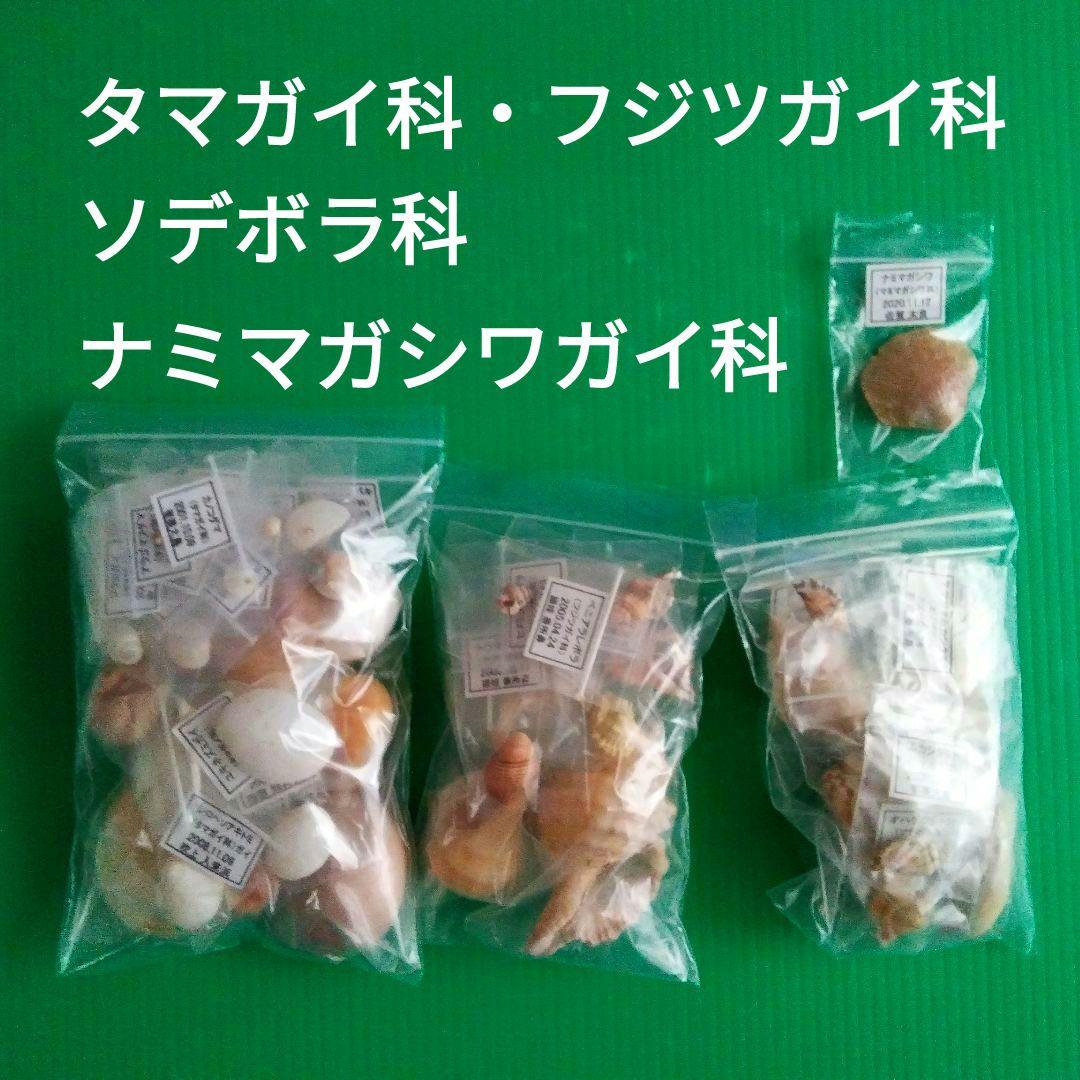 【fossil】二枚貝８３種類タマガイ科他４１種類フトコロガイ科他４３種類