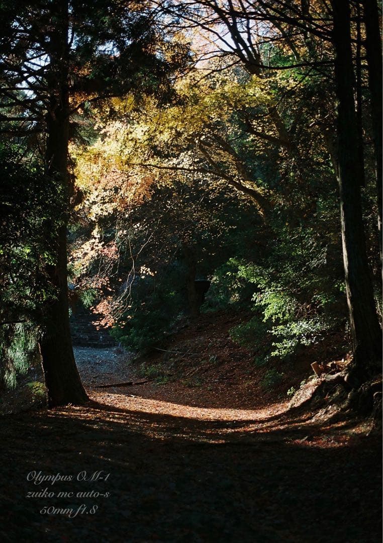 入門に★OLYMPUS OM-1/レンズセット★作例多数＊初期保証＊美品＊完動品