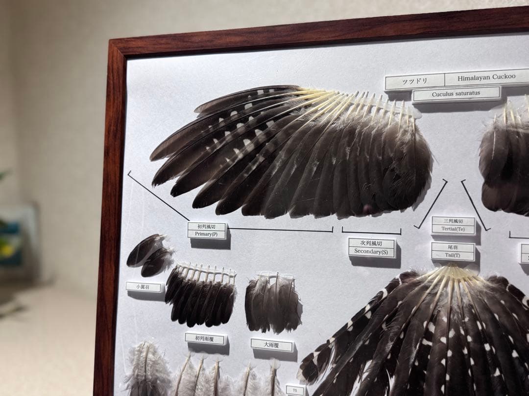 ツツドリの羽標本　野鳥 鳥 羽