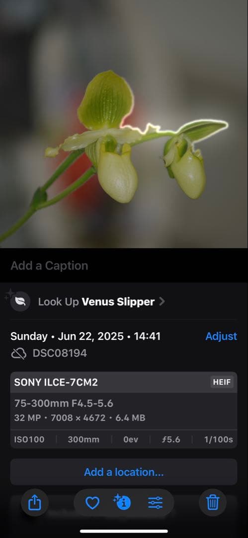 Sony Minolta AF A マウント　レンズ　7まとめ　作例