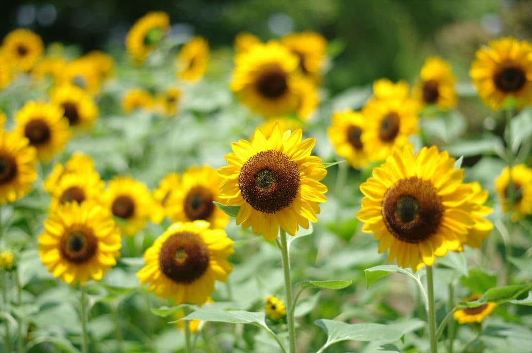 レンズ(単焦点) smc PENTAX-DA 50mmF1.8