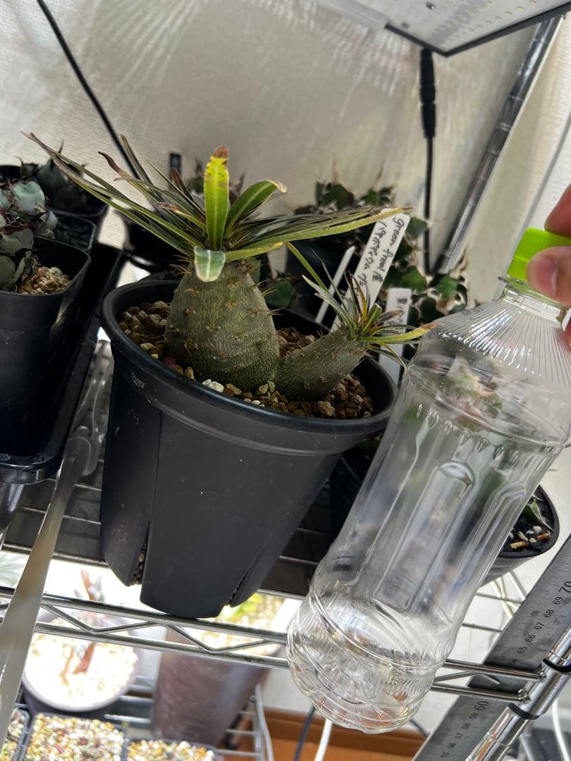 よ*ん様 パキポディウム グラキリス 実生2頭