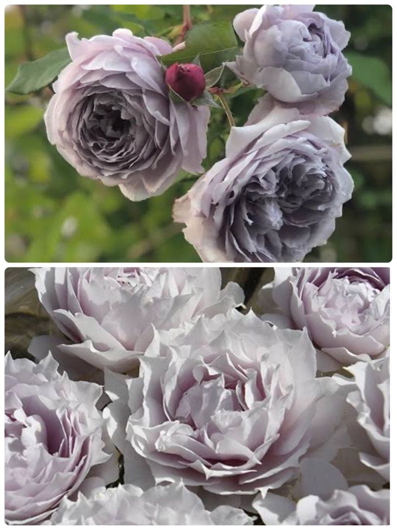 さゆりん　購入前要コメントです。 薔薇2苗