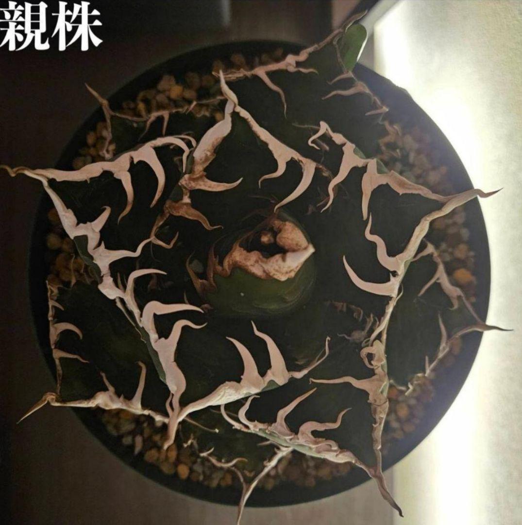 【最終価格】アガベ　スーパーチタノタ　バケモノ　悪魔くん