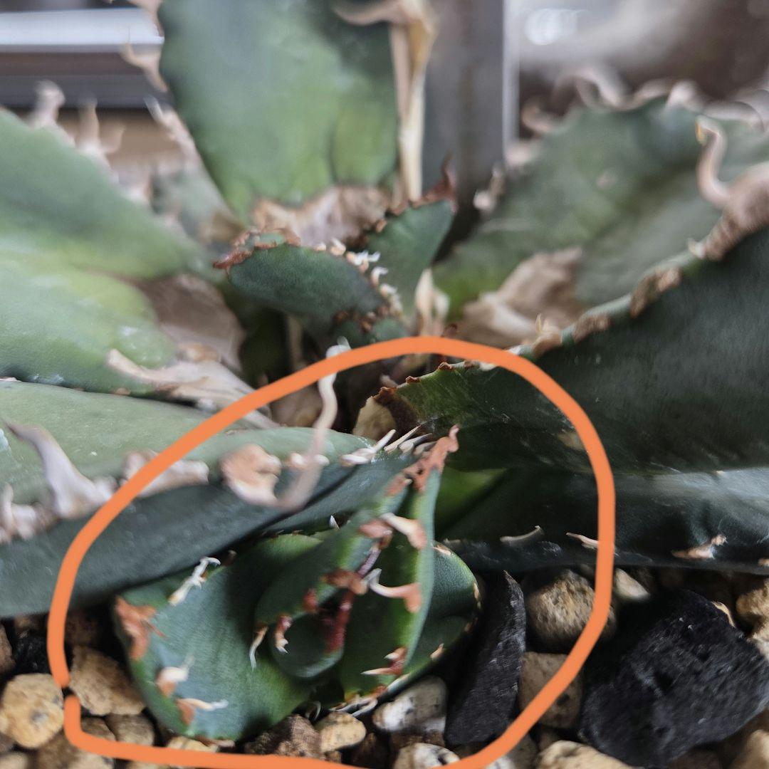 【最終価格】アガベ　スーパーチタノタ　バケモノ　悪魔くん