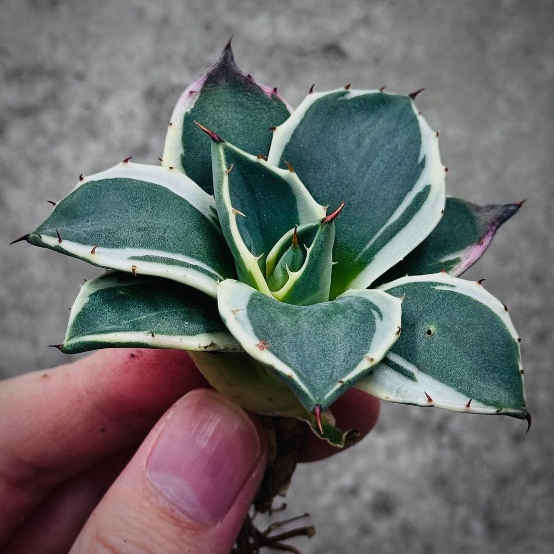 佐*い様 多肉植物・アガベ・吉祥天錦白腹輪・特選美株