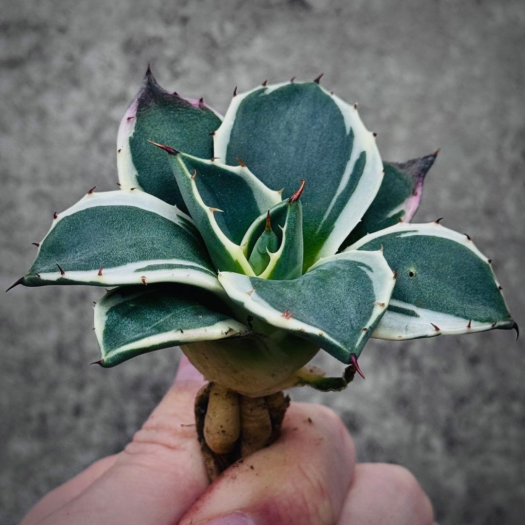 佐*い様 多肉植物・アガベ・吉祥天錦白腹輪・特選美株