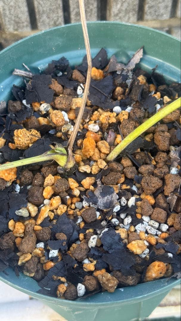 m*i様 多弁クリスマスローズ　株分苗