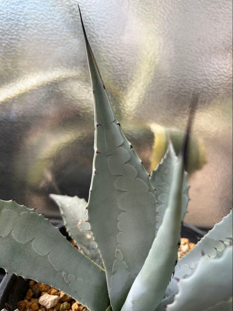 アガベ パリー ネオメキシカーナ F 実生株 約35cm鉢つき