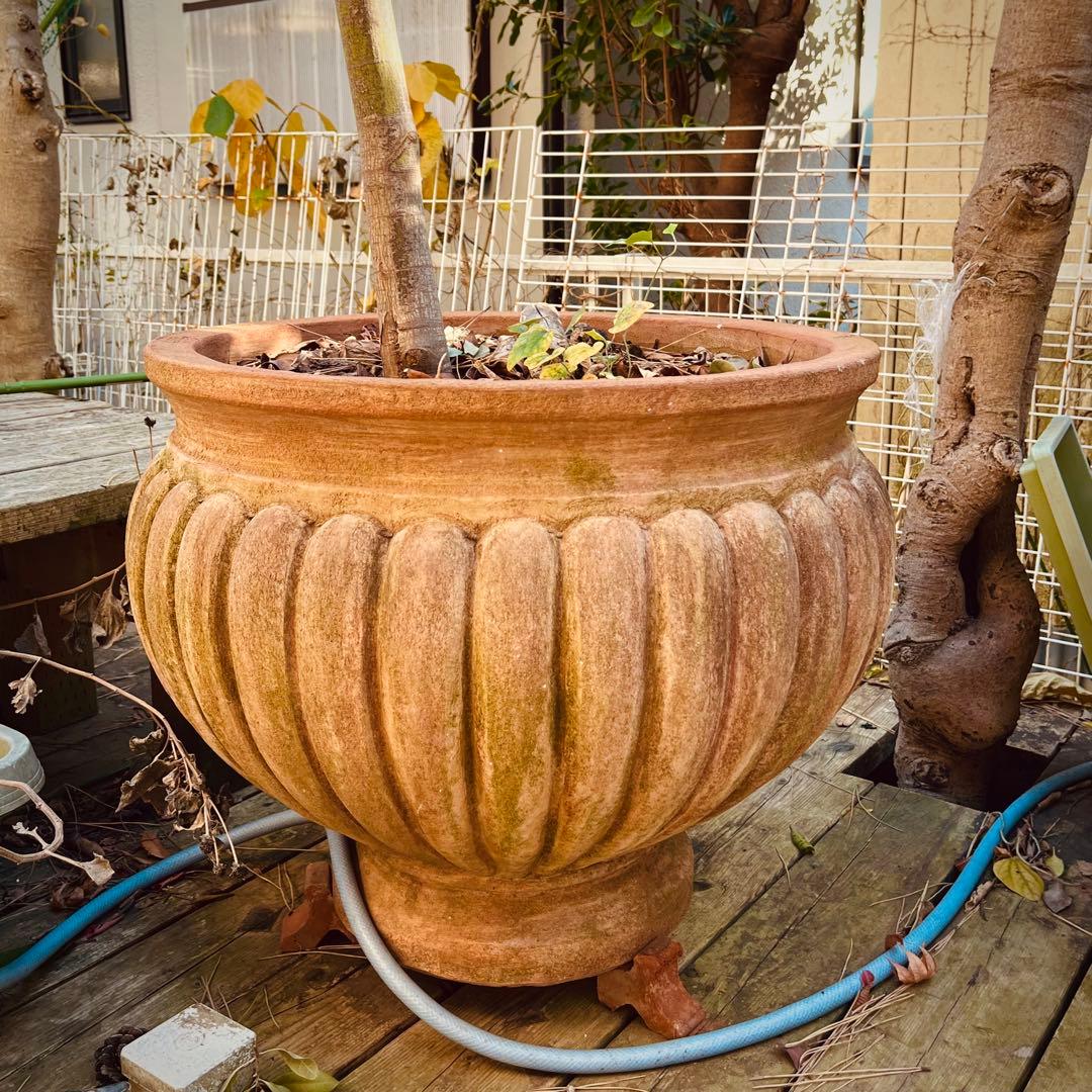 【紅葉です】エスロッコ　テラコッタ