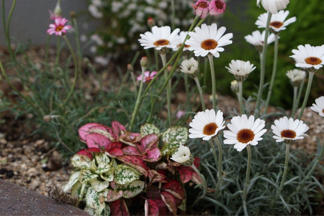 ✴︎動作確認済み✴︎α6000 ILCE-6000 純正カバーセット