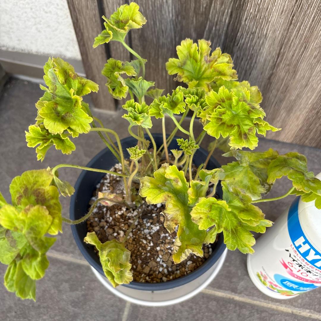 激レア品種ゼラニウム　希少品種ゼラニウム