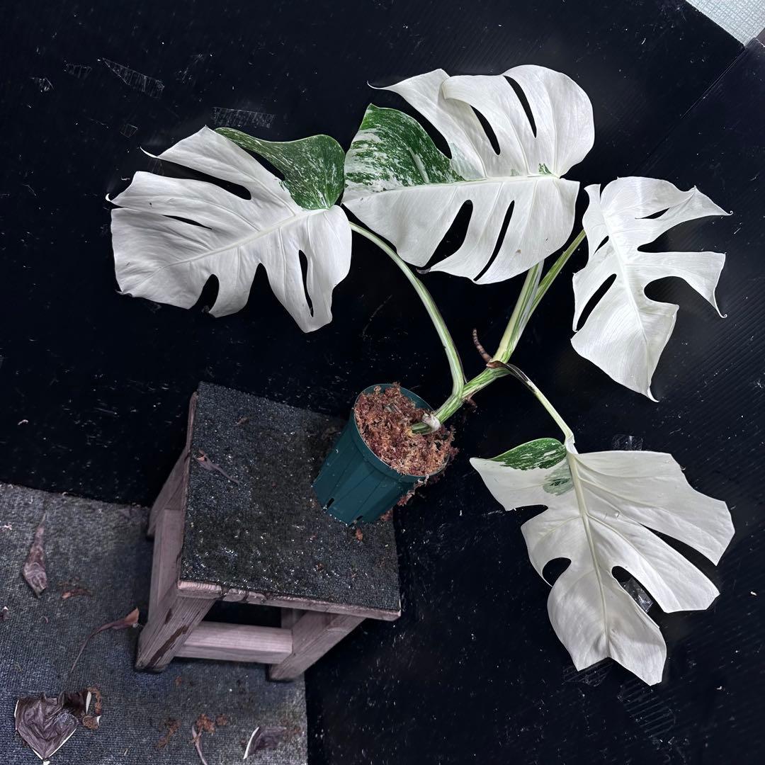 か*え様 斑入りモンステラ極上ホワイトタイガーフルムーン4号鉢植え発根済み