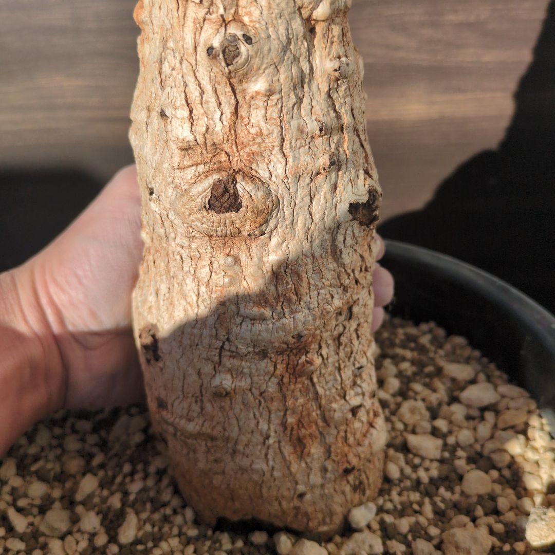 K*K様 激安セール アダンソニア ディギタ バオバブ　塊根植物　コーデックス
