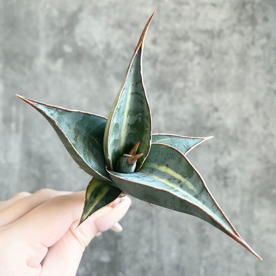 ス*ム様 S12734★オークション★サンスベリア ピングイキュラ ブラック 極