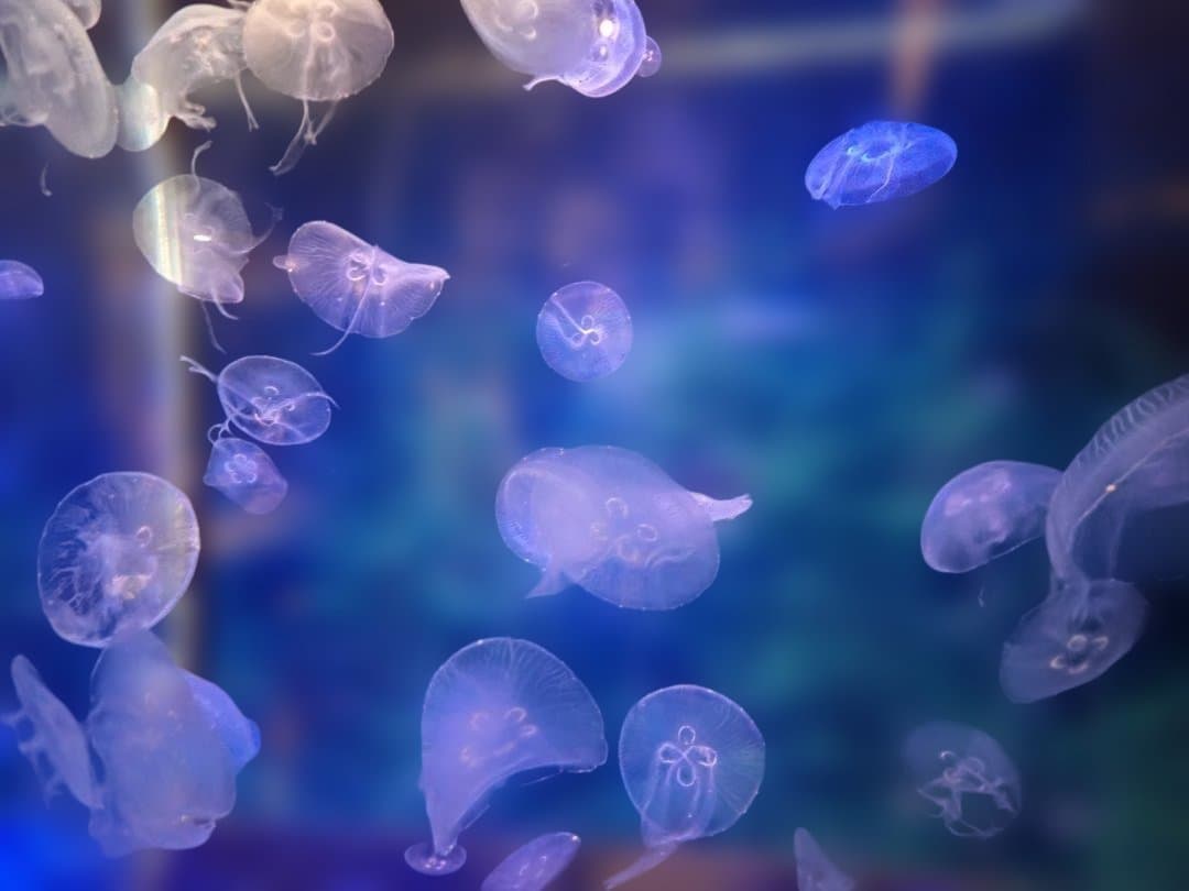 OLYMPUS Tough TG-6 ライトガイドリング付