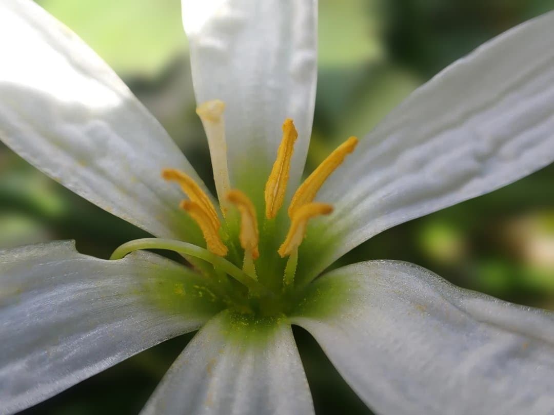 OLYMPUS Tough TG-6 ライトガイドリング付